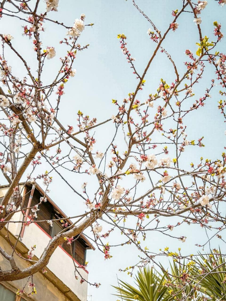 Villa Magnolia Con Giardino 바리 외부 사진